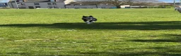 Mixed Breed dogs for sale: Border Collie x Huntaway puppy  - Advert 3
