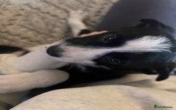 Border Collie dogs for sale: Beautiful MALE Border Collie Puppy - Advert 16