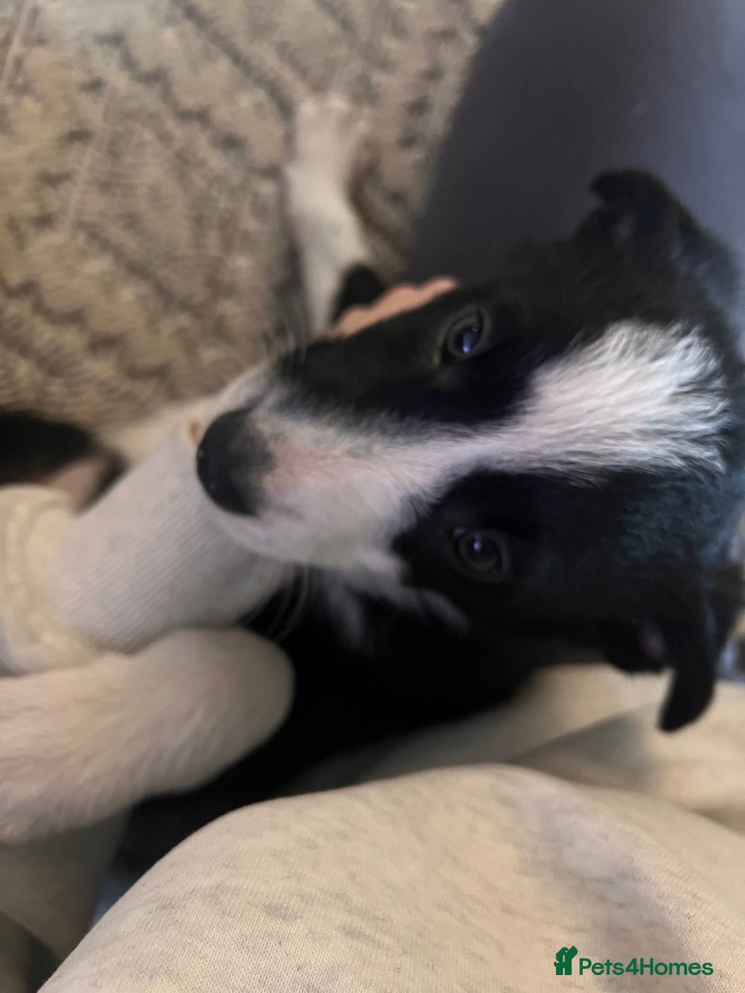 Border Collie dogs for sale: Beautiful MALE Border Collie Puppy - Advert 16