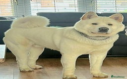 Akita dogs for stud: American akita - Image 1