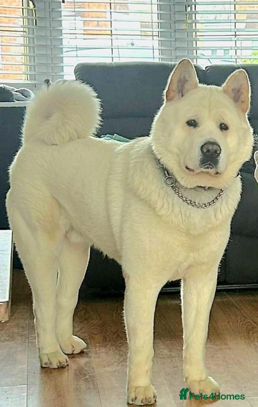 Akita dogs for stud: American akita - Image 1