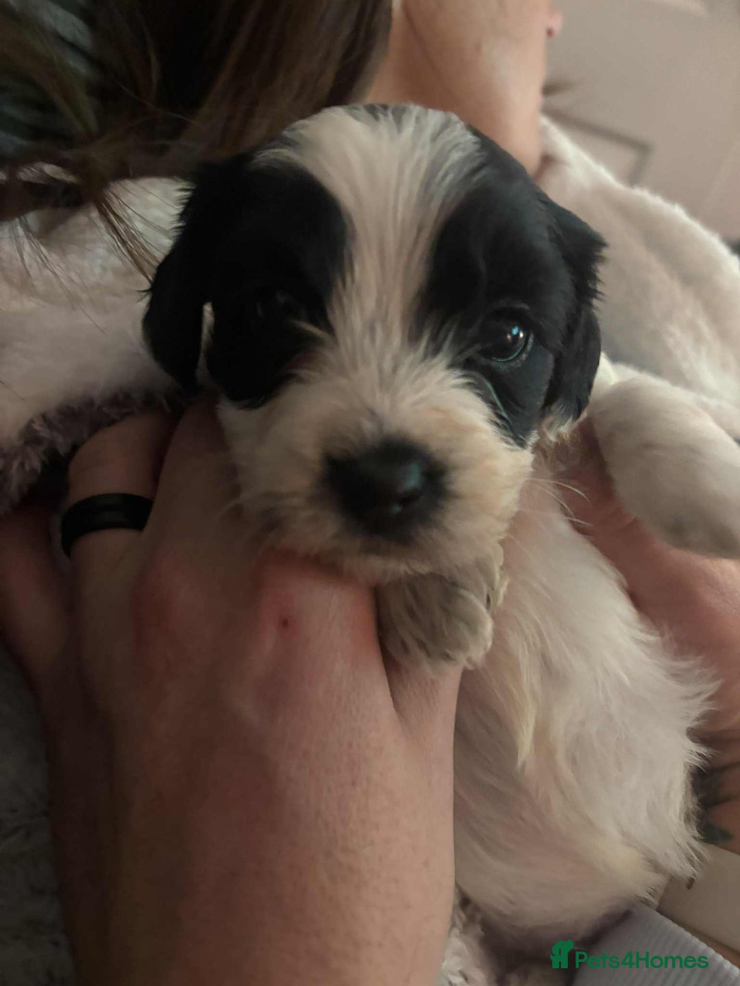 Mixed Breed dogs for sale: Cavachon x sprolli - Advert 11
