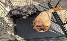 Cockapoo dogs for sale: Cockapoo puppies for sale  - Image 12