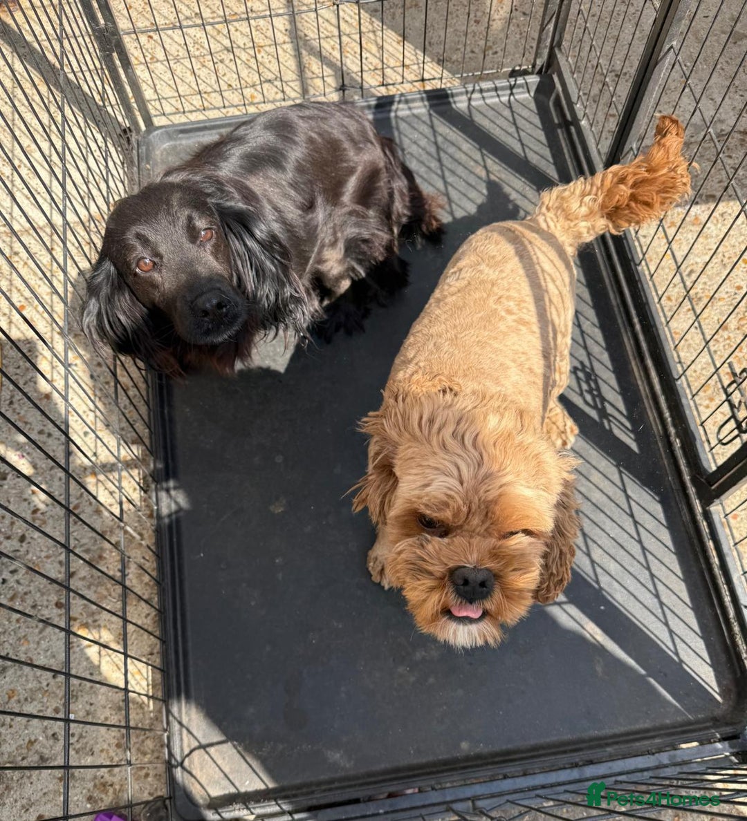 Cockapoo dogs for sale: Cockapoo puppies for sale  - Image 12