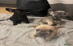 French Bulldog dogs for sale: French bulldogs ready now!  - Image 7