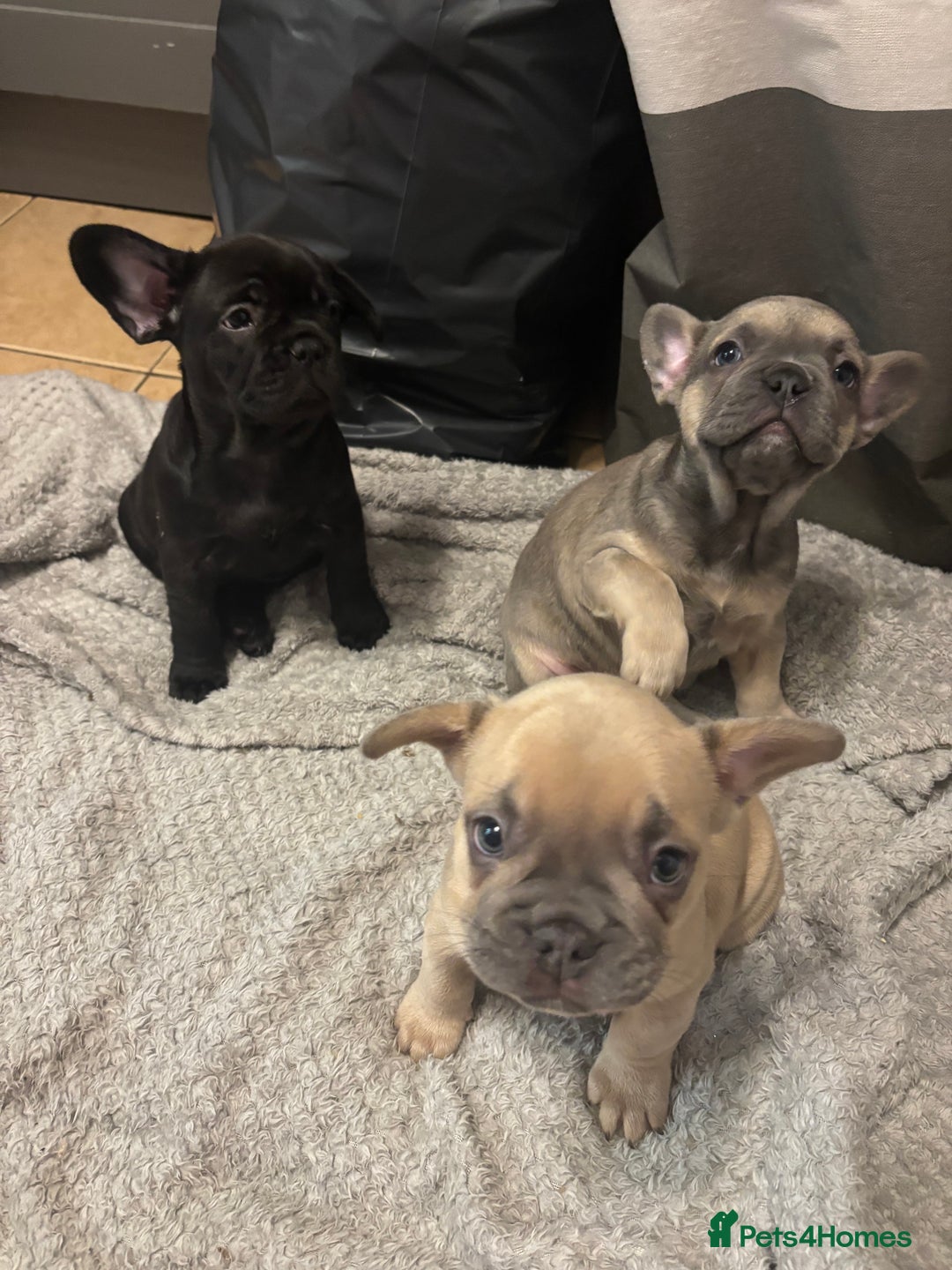 French Bulldog dogs for sale: French bulldogs ready now!  - Image 7
