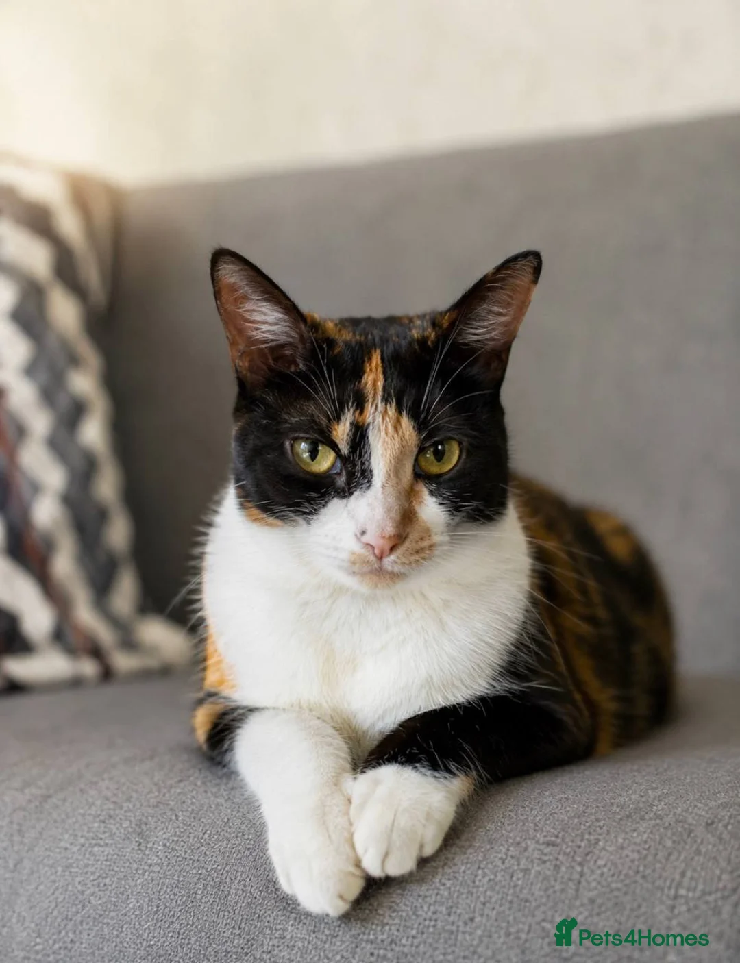 Mixed Breed cats for sale: Kittens Looking for Their Forever Homes🏡❤️ - Advert 2