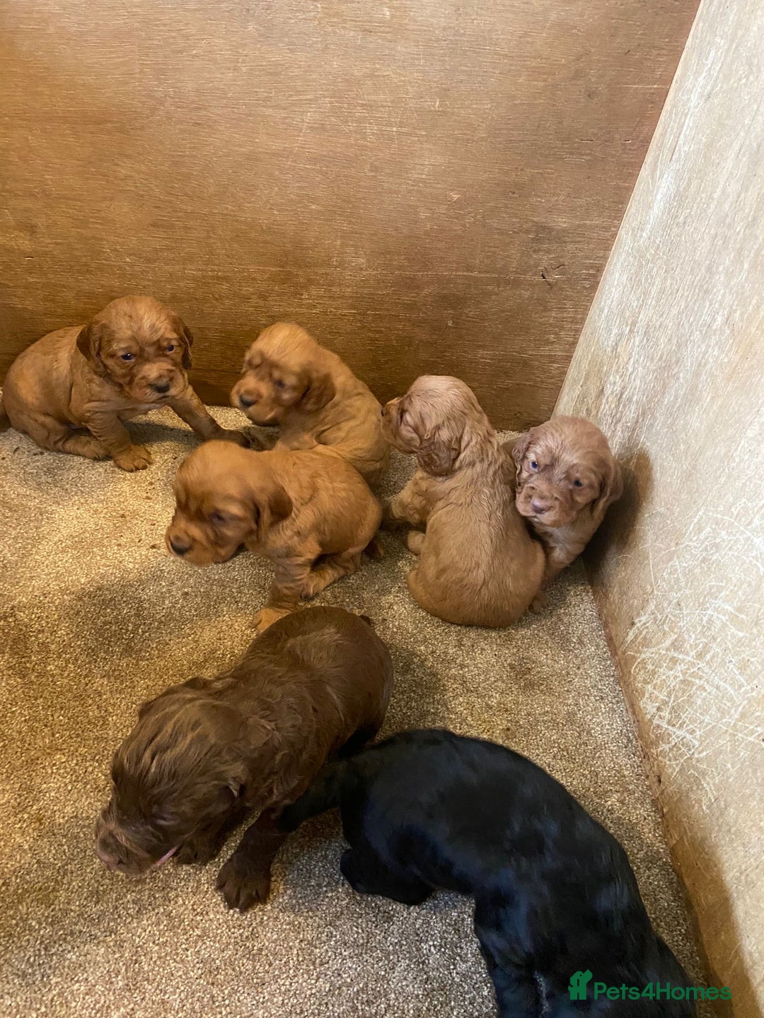 Cocker Spaniel dogs for sale: Working cocker spaniels - Advert 5