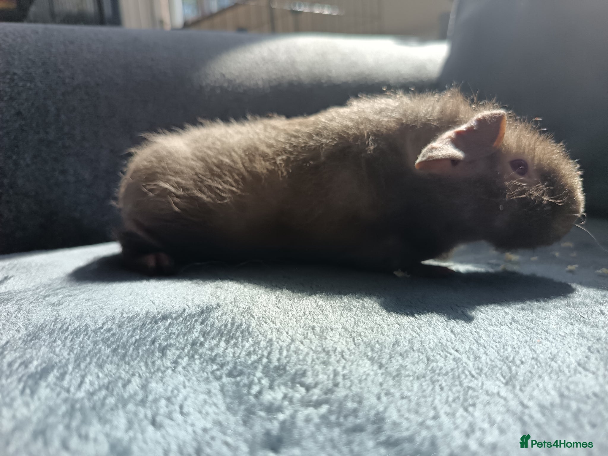 Guinea Pig rodents Female Skinny/werewolf pigs - Advert 7