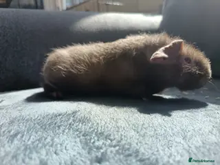 Guinea Pig rodents Female Skinny/werewolf pigs - Advert 7