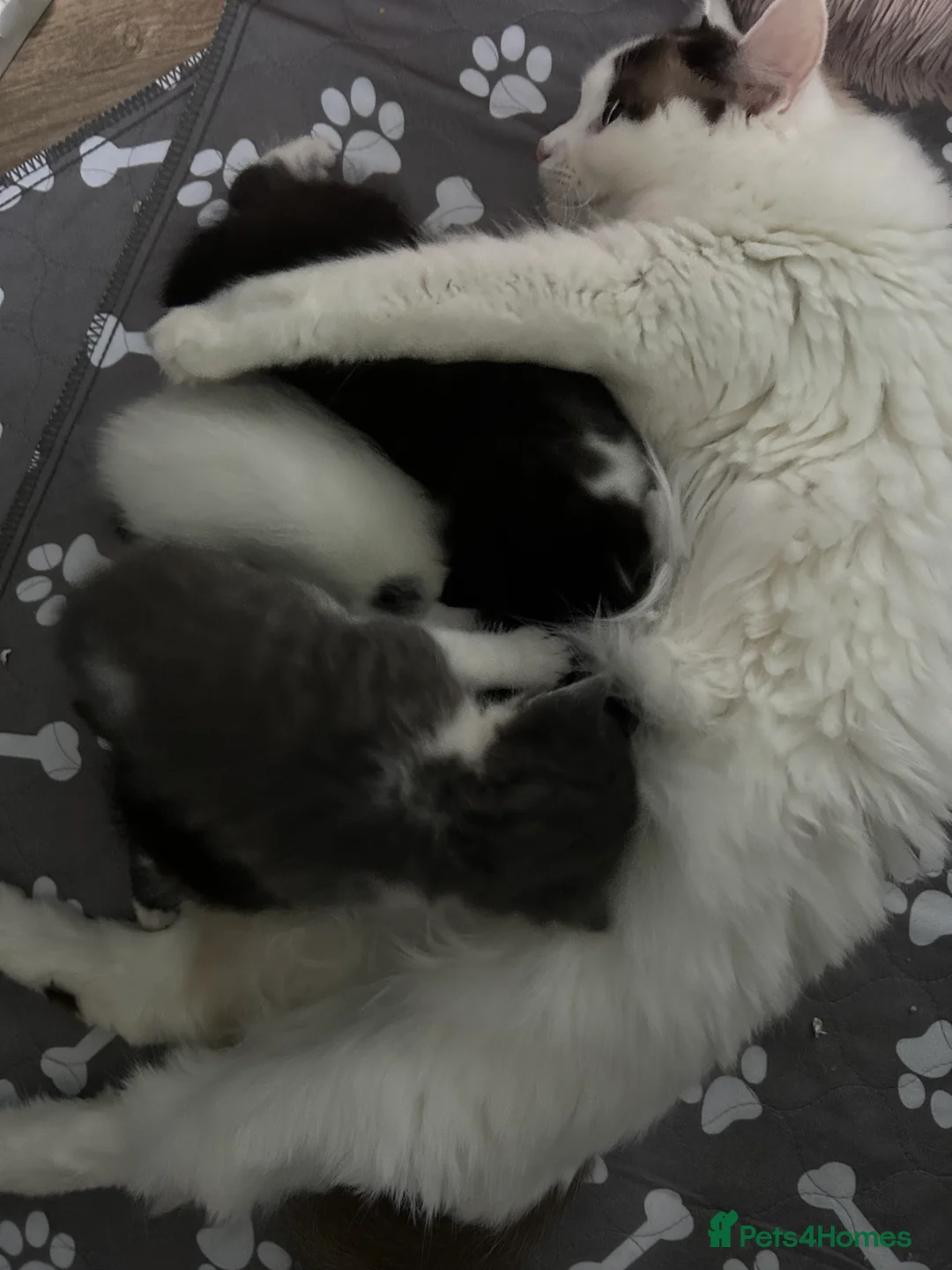 Ragdoll cats for sale: Ragdoll x purebred mother  in Stone - Advert 18