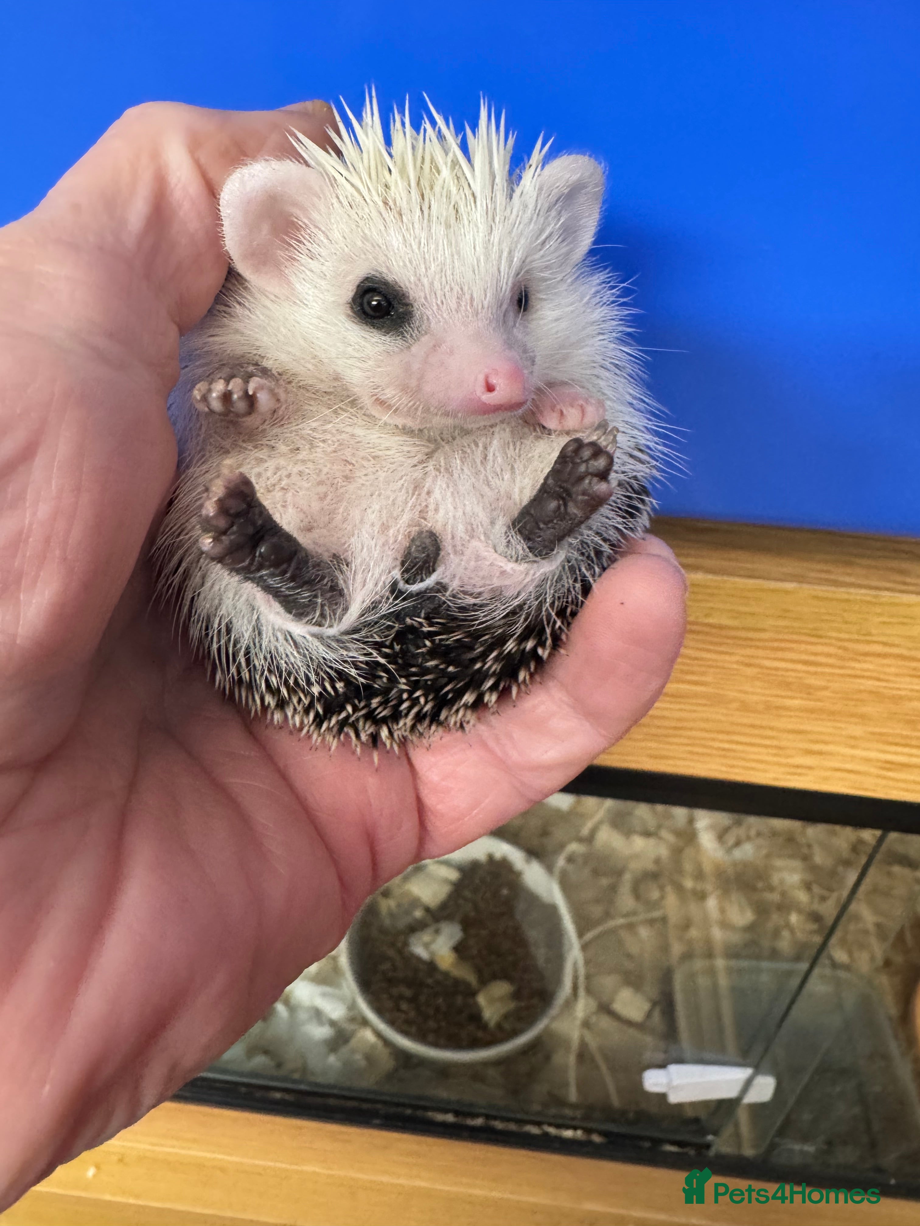 Pygmy Hedgehog rodents 8 week old baby hoglets- lots of colours-ready - Advert 2