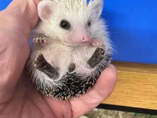 Pygmy Hedgehog rodents 8 week old baby hoglets- lots of colours-ready - Advert 2