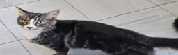 Mixed Breed cats for sale: Two boys needing a home  - Advert 5