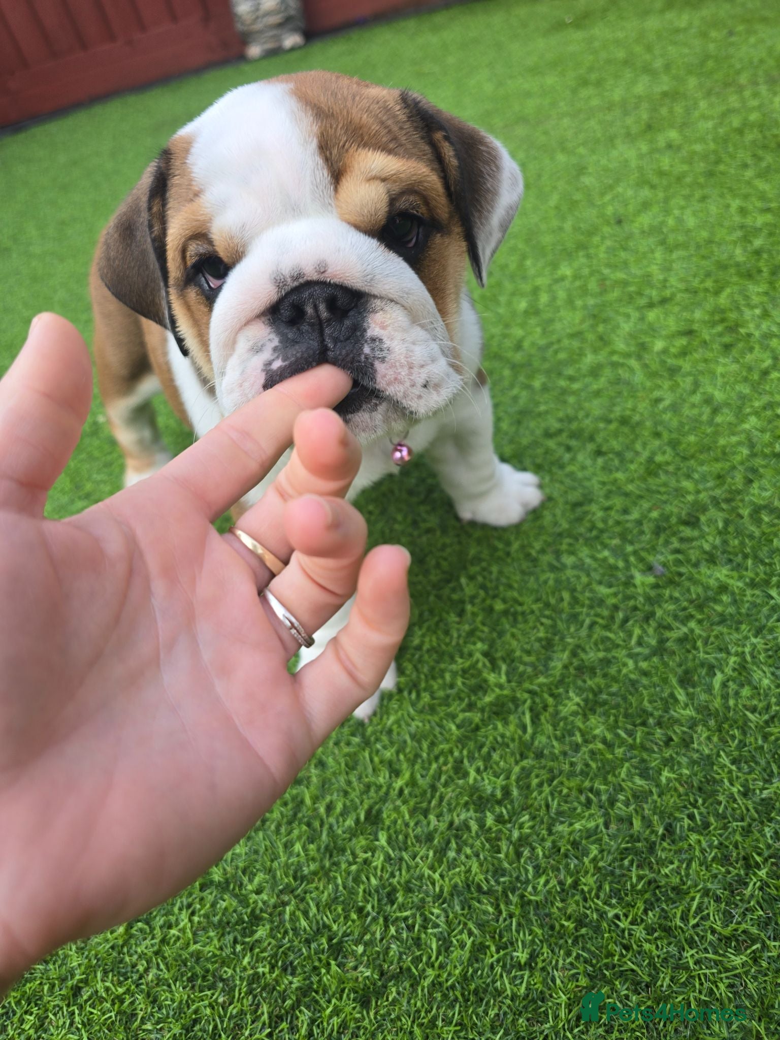 English Bulldog dogs 🐾 Last KC girl available  ready Thursday 🥰 - Advert 13