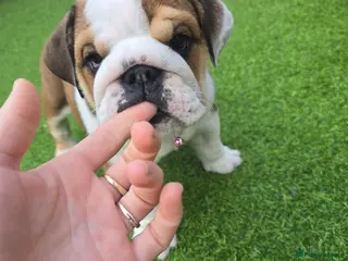 English Bulldog dogs 🐾 Last KC girl available ready Thursday 🥰 - Advert 13