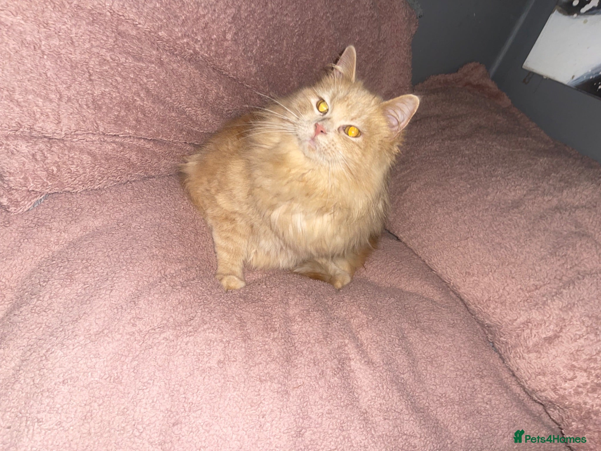 Ragdoll cats stunning doll face persian cross ragdoll  - Advert 6