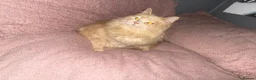 Ragdoll cats for sale: stunning doll face persian cross ragdoll  - Advert 1