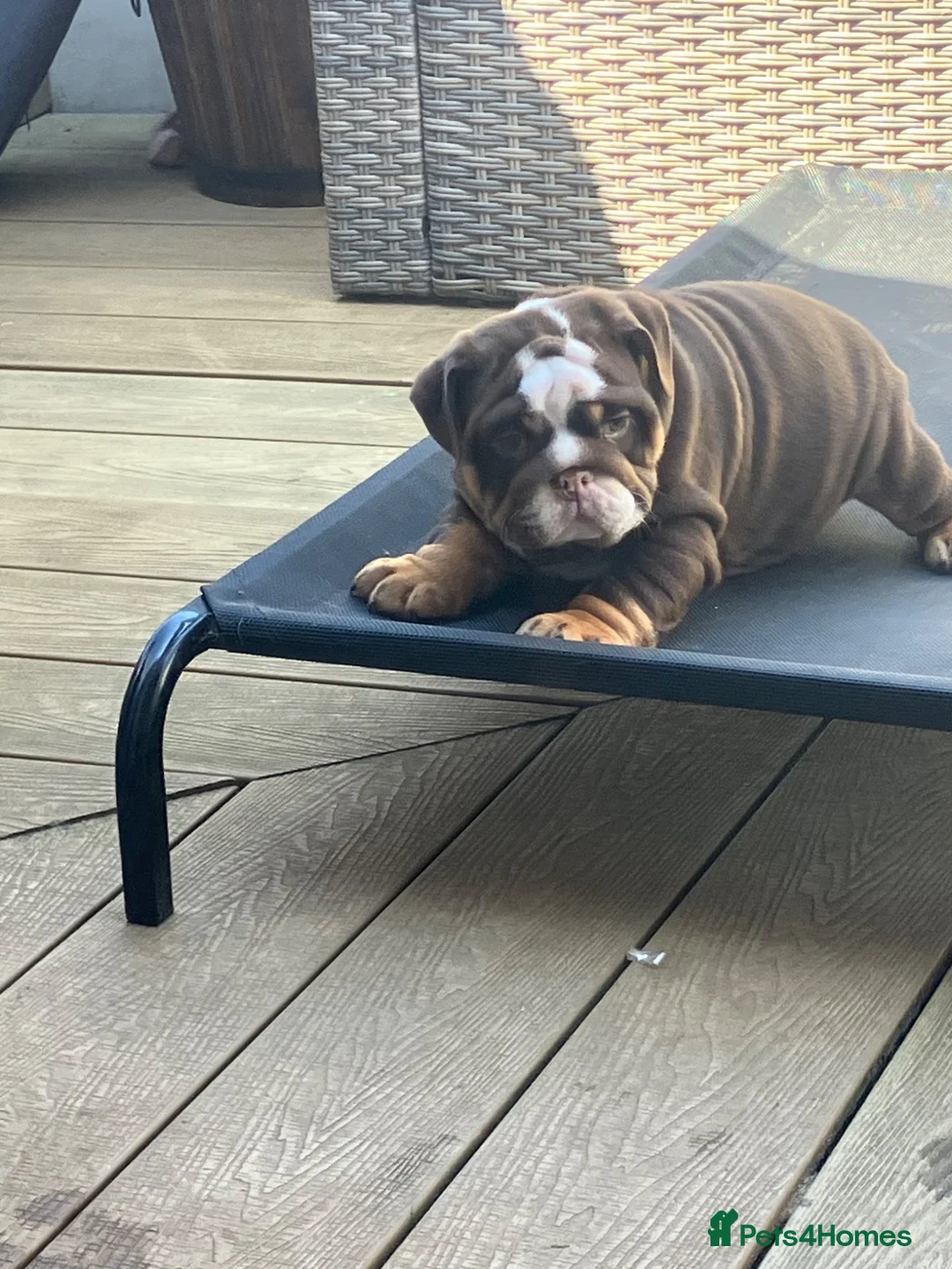 English Bulldog dogs for sale: KC Reg British Bulldog  - Advert 2