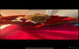 Cavapoo dogs for sale: F1 cavapoo puppys girls and boys  - Advert 4