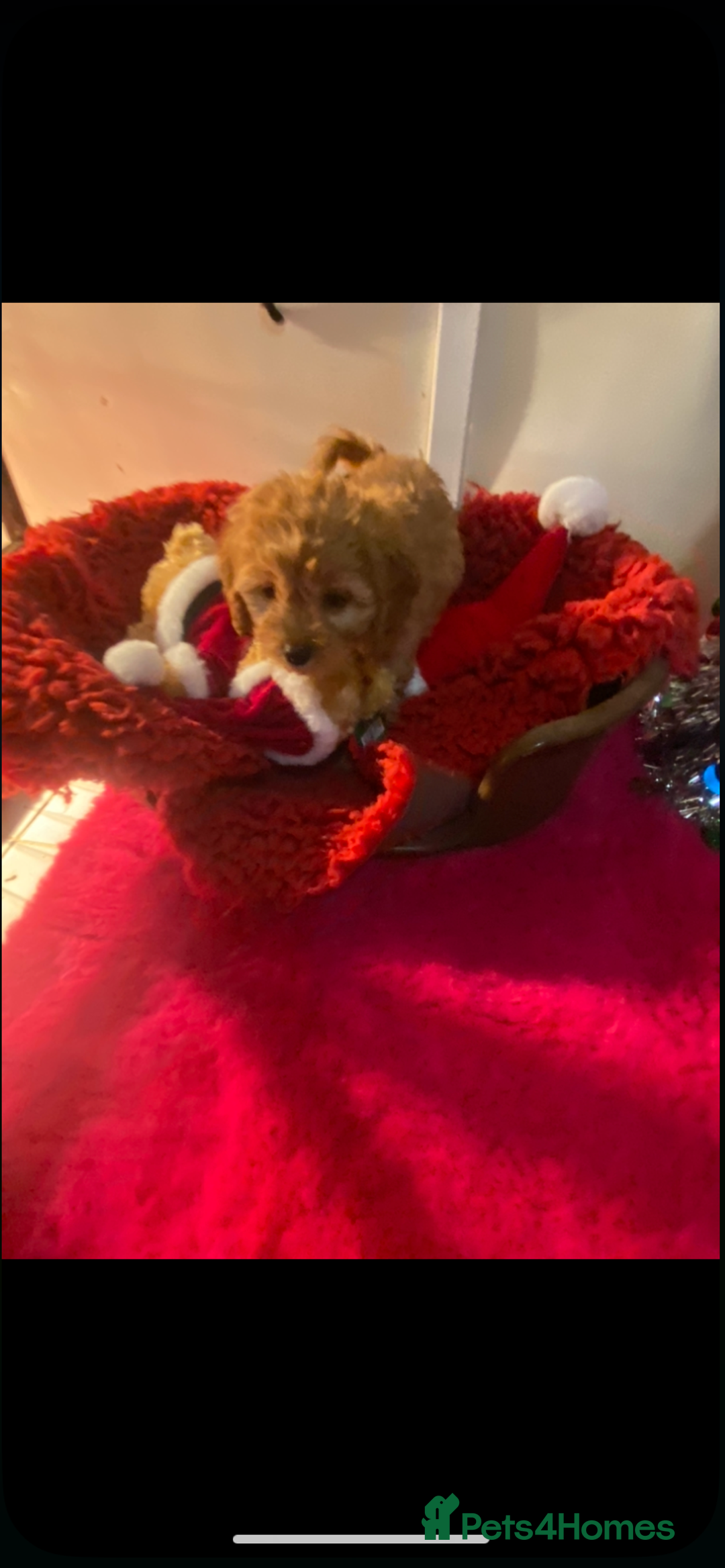 Cavapoo dogs for sale: F1 cavapoo puppys girls and boys  - Advert 4