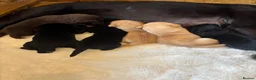 Labrador Retriever dogs for sale: D.N.A. Tested Labrador Puppies - Advert 13