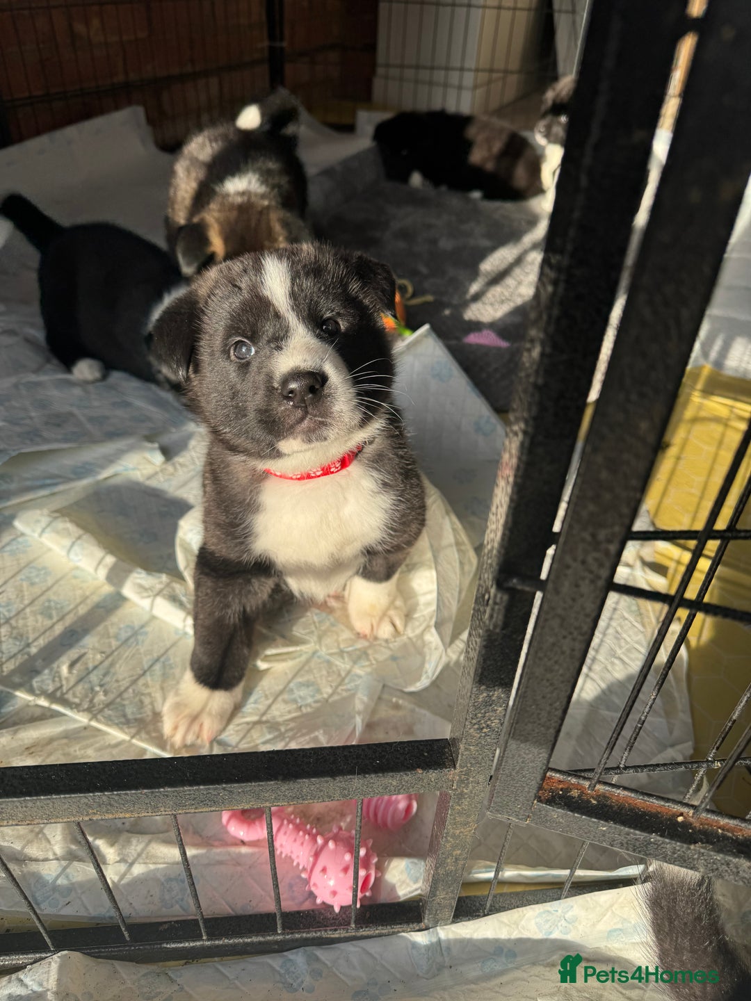 Akita dogs for sale: Black Mask American Akita Puppies - Advert 21