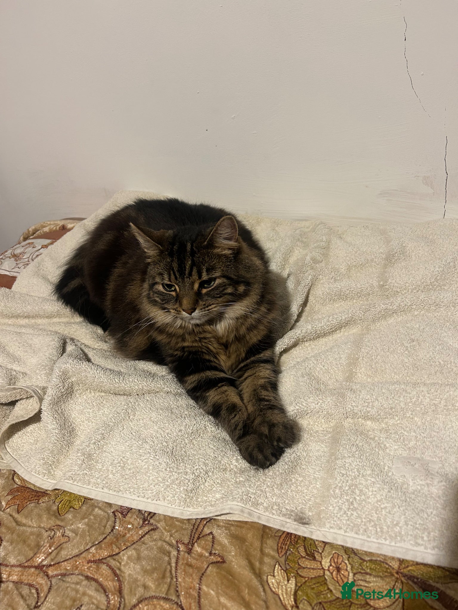 Mixed Breed cats Beautiful female cat for adoption - Advert 2