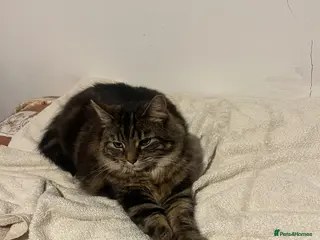 Mixed Breed cats Beautiful female cat for adoption - Advert 2