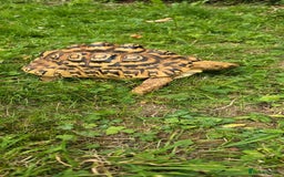 Tortoise reptiles for sale: Male leopard tortoise  - Image 2