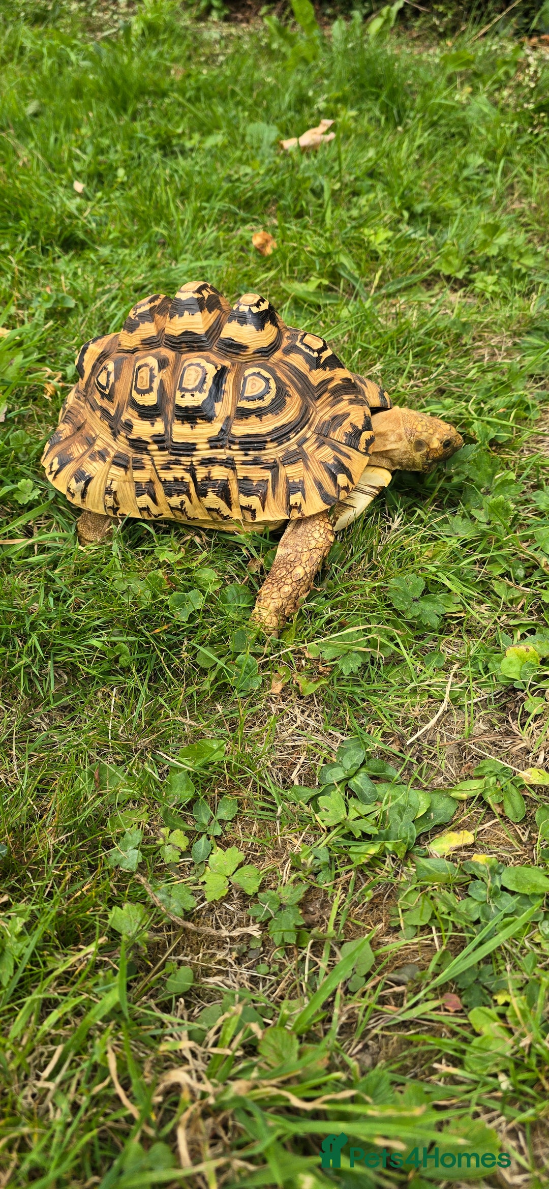 Tortoise reptiles for sale: Male leopard tortoise  - Image 2