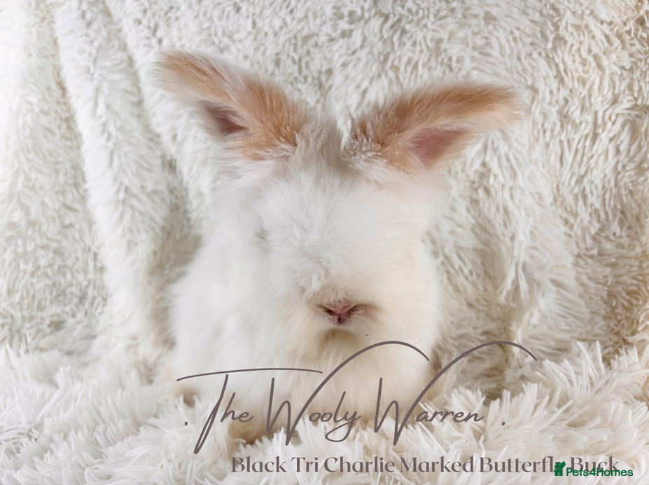 Angora rabbits for sale: Fully Vaccinated Pedigree Angoras - Advert 9