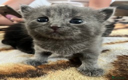 British Shorthair cats for sale: Kitten - Image 4