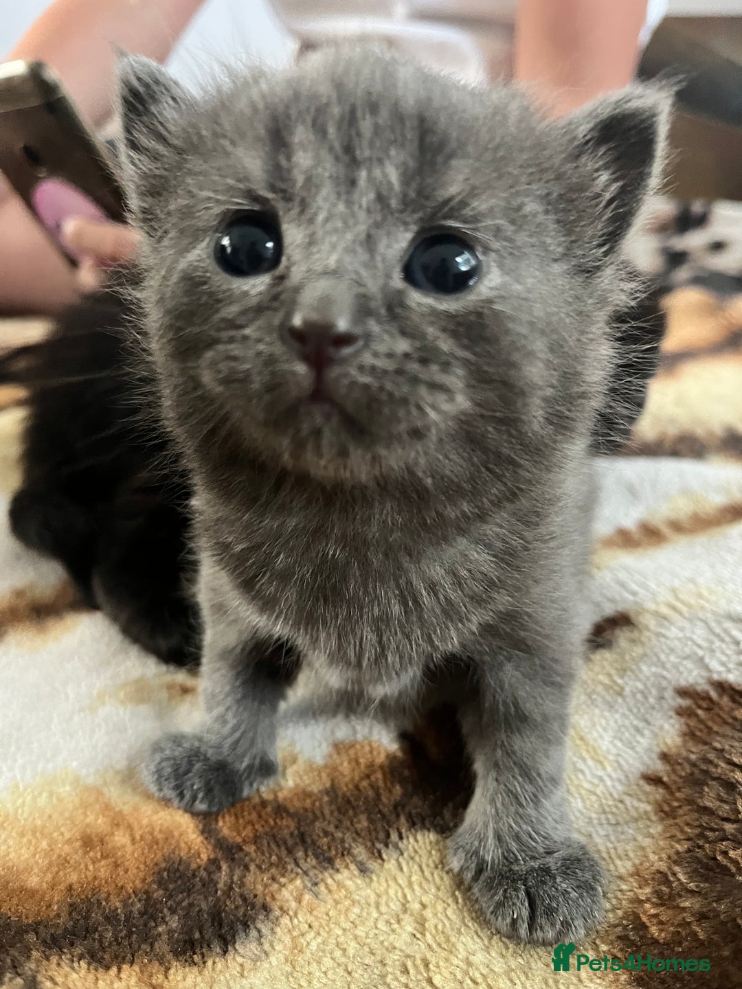 British Shorthair cats for sale: Kitten - Image 4