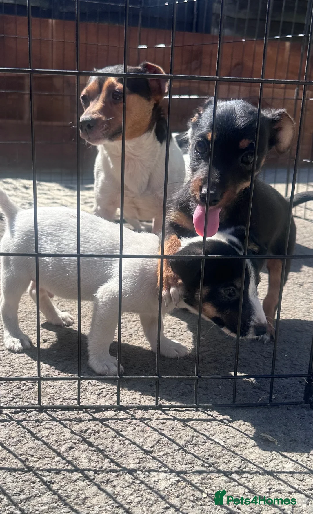 Jack Russell dogs for sale: Stunning litter of miniture jackrussel pups  - Advert 10