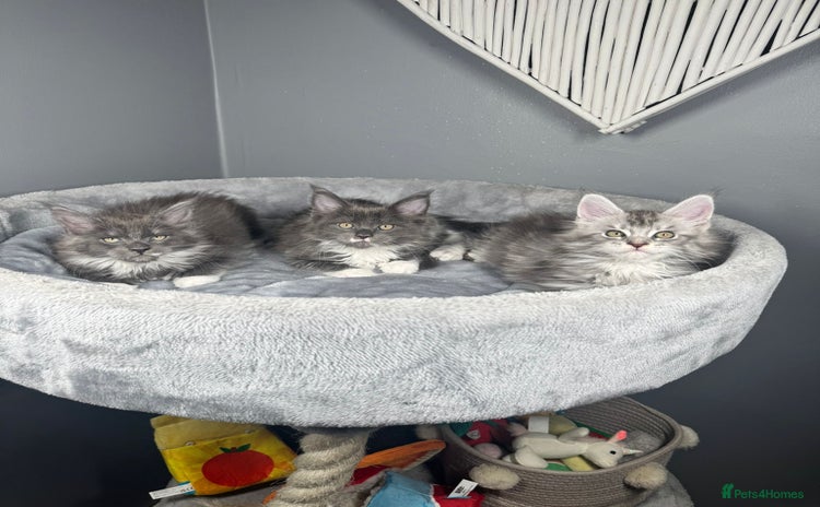 Maine Coon cats - Advert 7