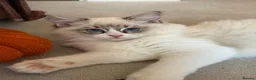Ragdoll cats for sale: 100 % PURE RAGDOLL KITTENS FIFE REGISTRATION in West Drayton - Advert 23