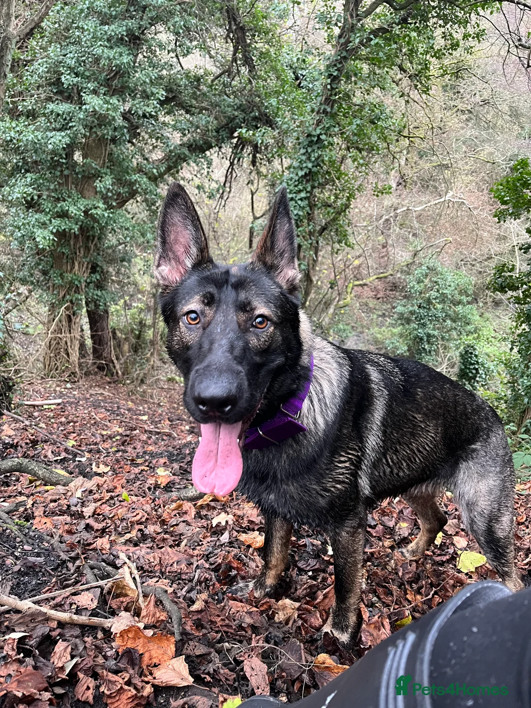 German Shepherd dogs for sale: Working Line German shepherd - Advert 5