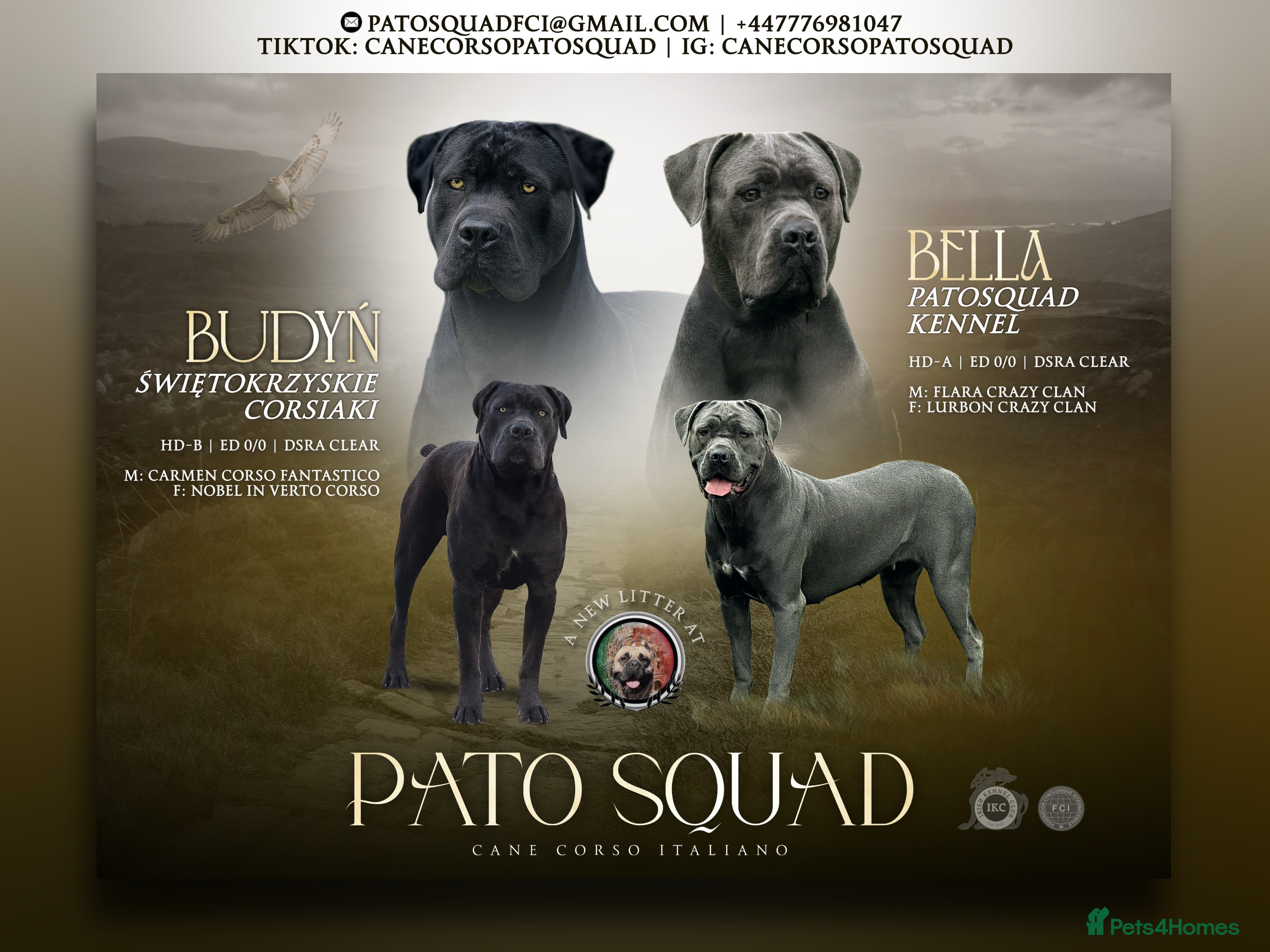 Cane Corso dogs 🐾 PATO SQUAD KENNEL FCI — Cane Corso Italiano - Advert 5
