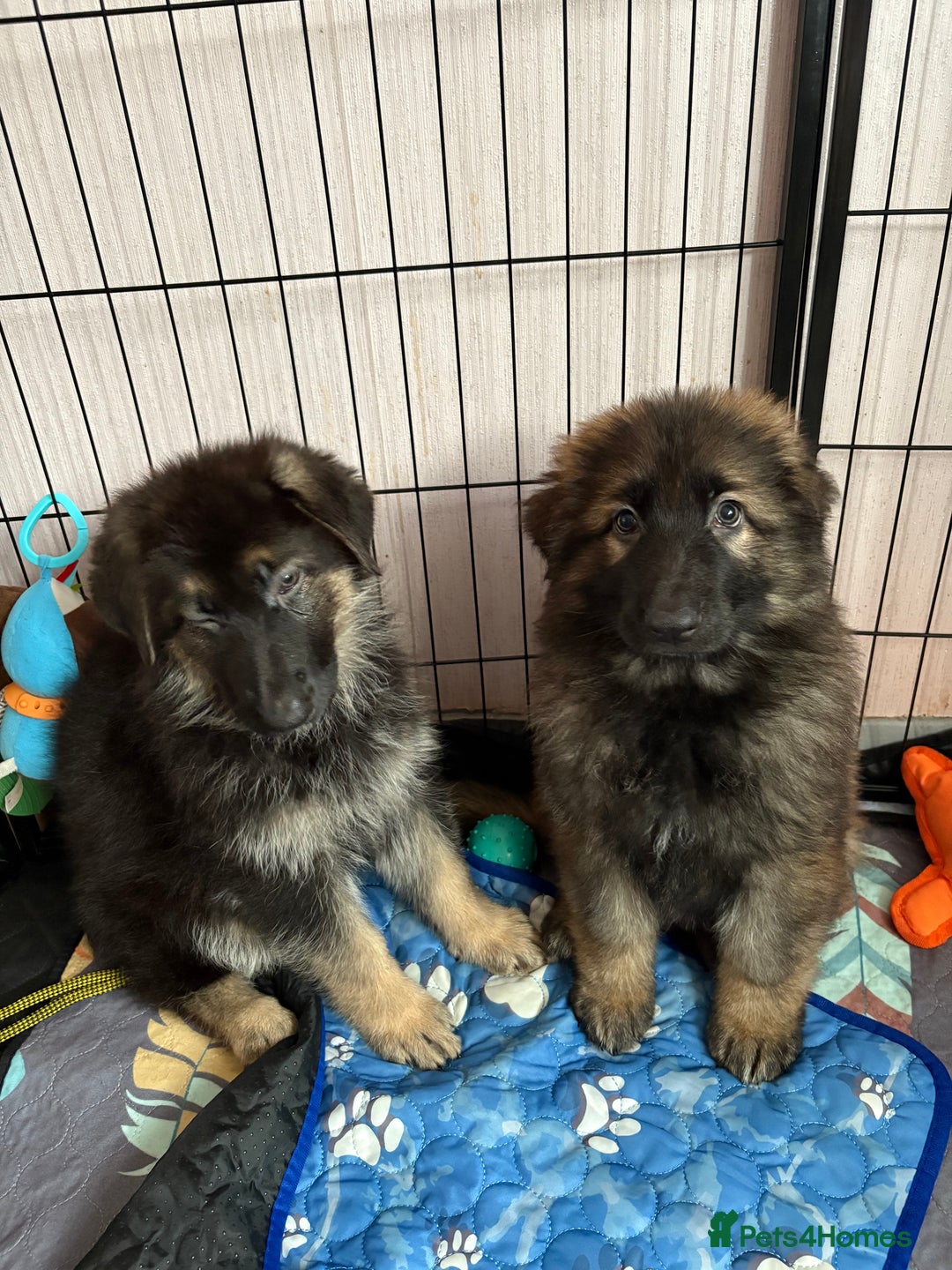 German Shepherd dogs for sale: Ready to leave kc reg big boned health tested gsd - Image 2