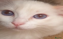 Ragdoll cats for sale: Beautiful GCCF Lilac and Cream Point kittens - Image 31