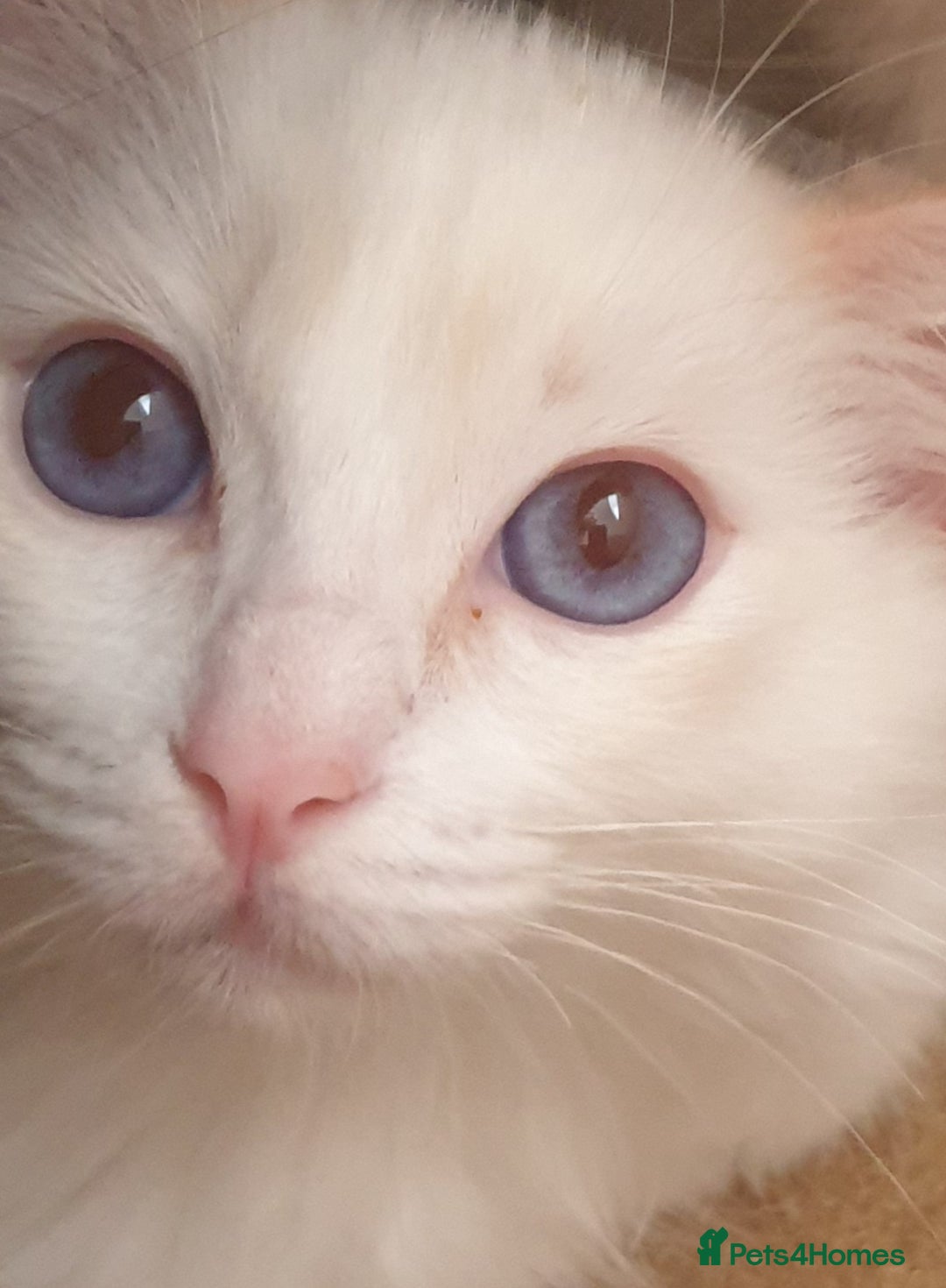 Ragdoll cats for sale: Beautiful GCCF Lilac and Cream Point kittens - Image 31