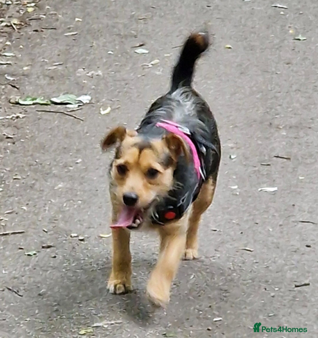 Patterjack dogs for adoption: Lovely girl Sally wants a new forever home - Advert 2