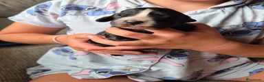 Cocker Spaniel 1