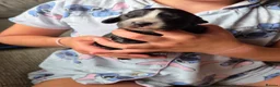 Cocker Spaniel dogs for sale: Beautiful litter of working cocker puppies - Advert 4