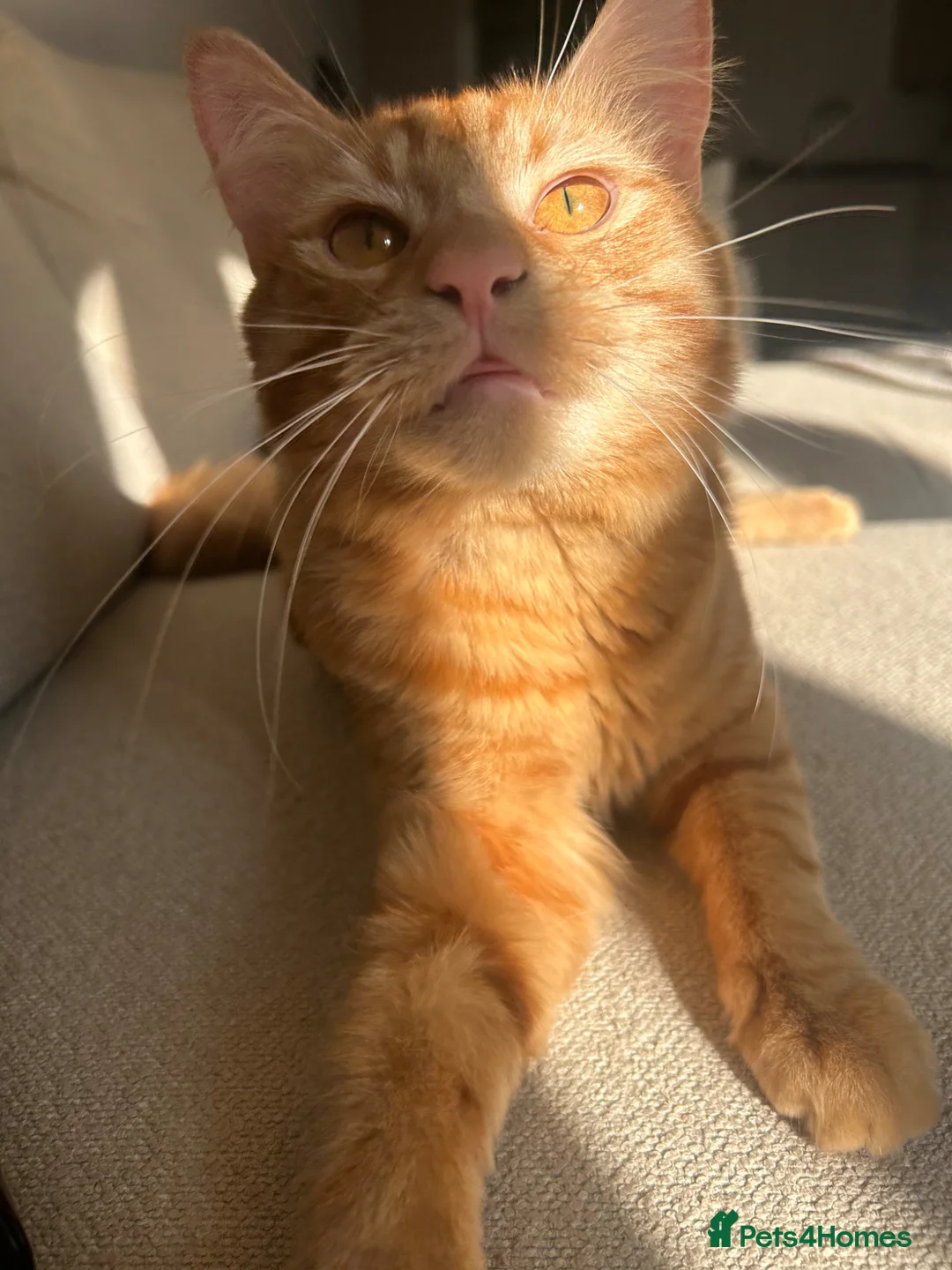 Mixed Breed cats for sale: Ginger Boy  - Advert 9