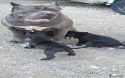 Mixed Breed dogs for sale: Ready to collect – Cane Corso puppies  - Image 11
