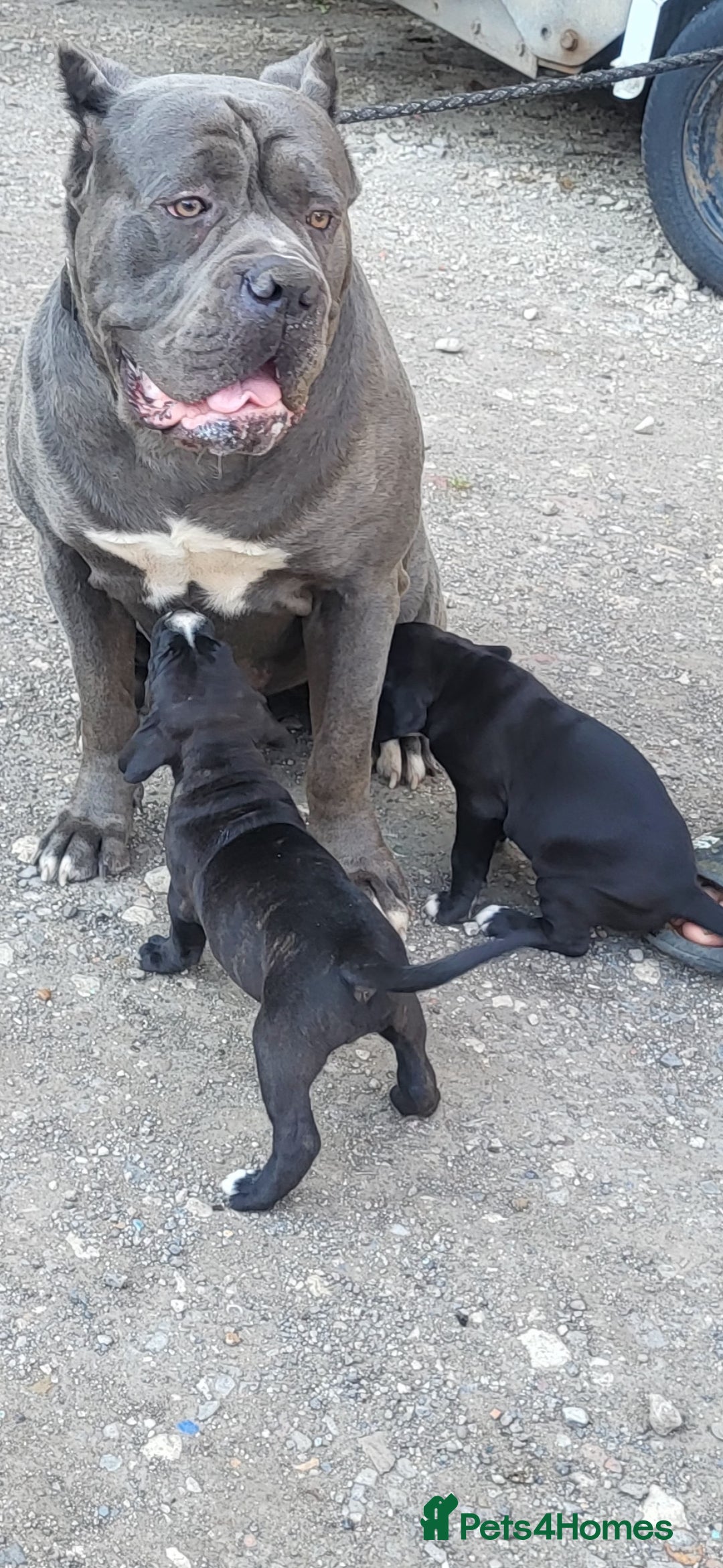 Mixed Breed dogs for sale: Ready to collect – Cane Corso puppies  - Image 11
