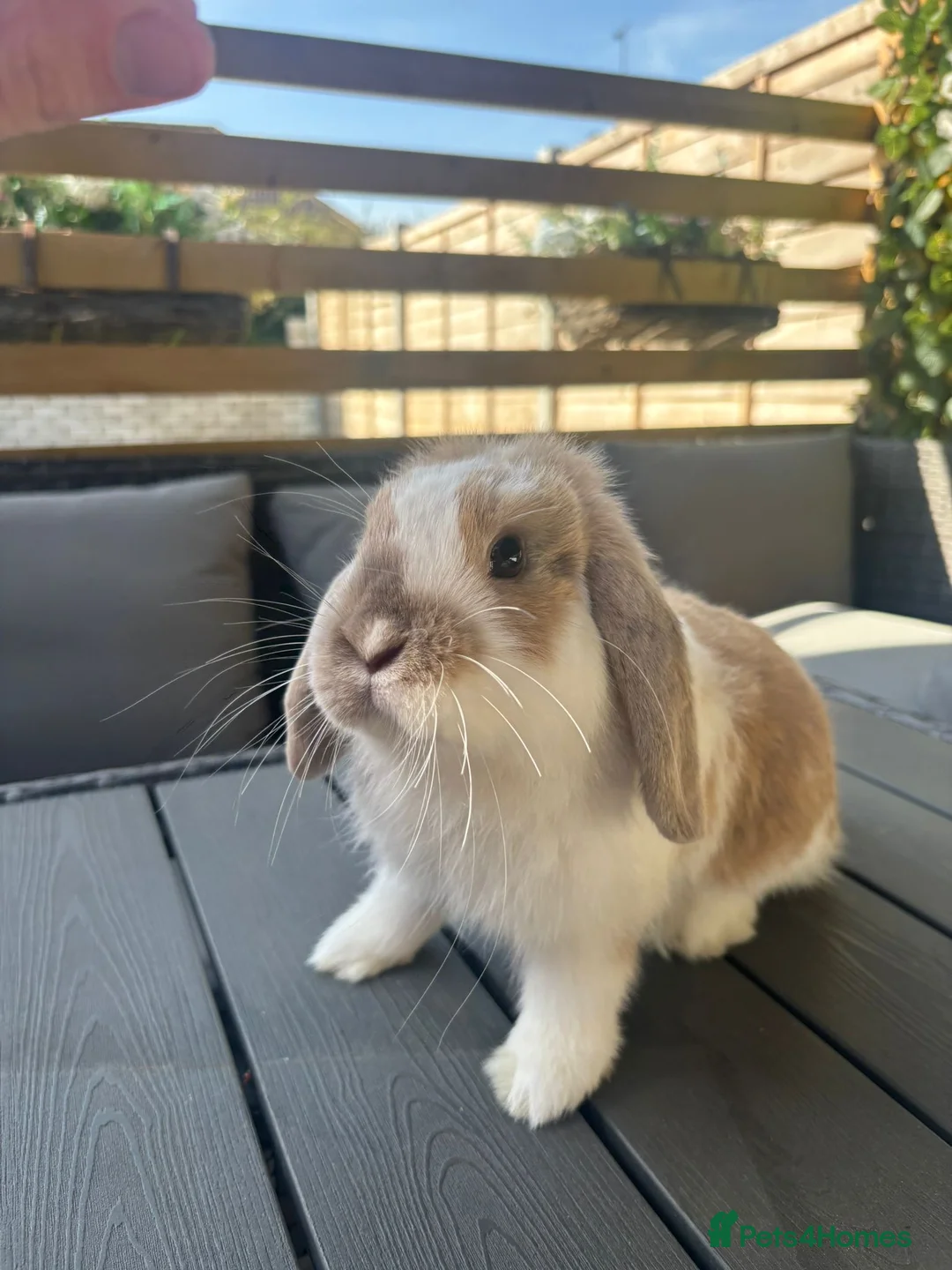Mini Lop rabbits for sale: Mini lop boys available now in Kettering - Advert 2