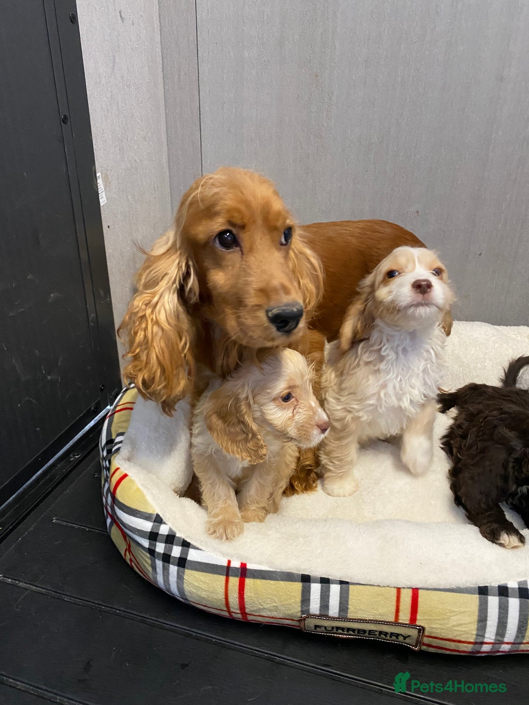 Cockapoo dogs for sale: AMAZING STUNNING F1 SHOW TYPE COCKAPOO  - Image 15